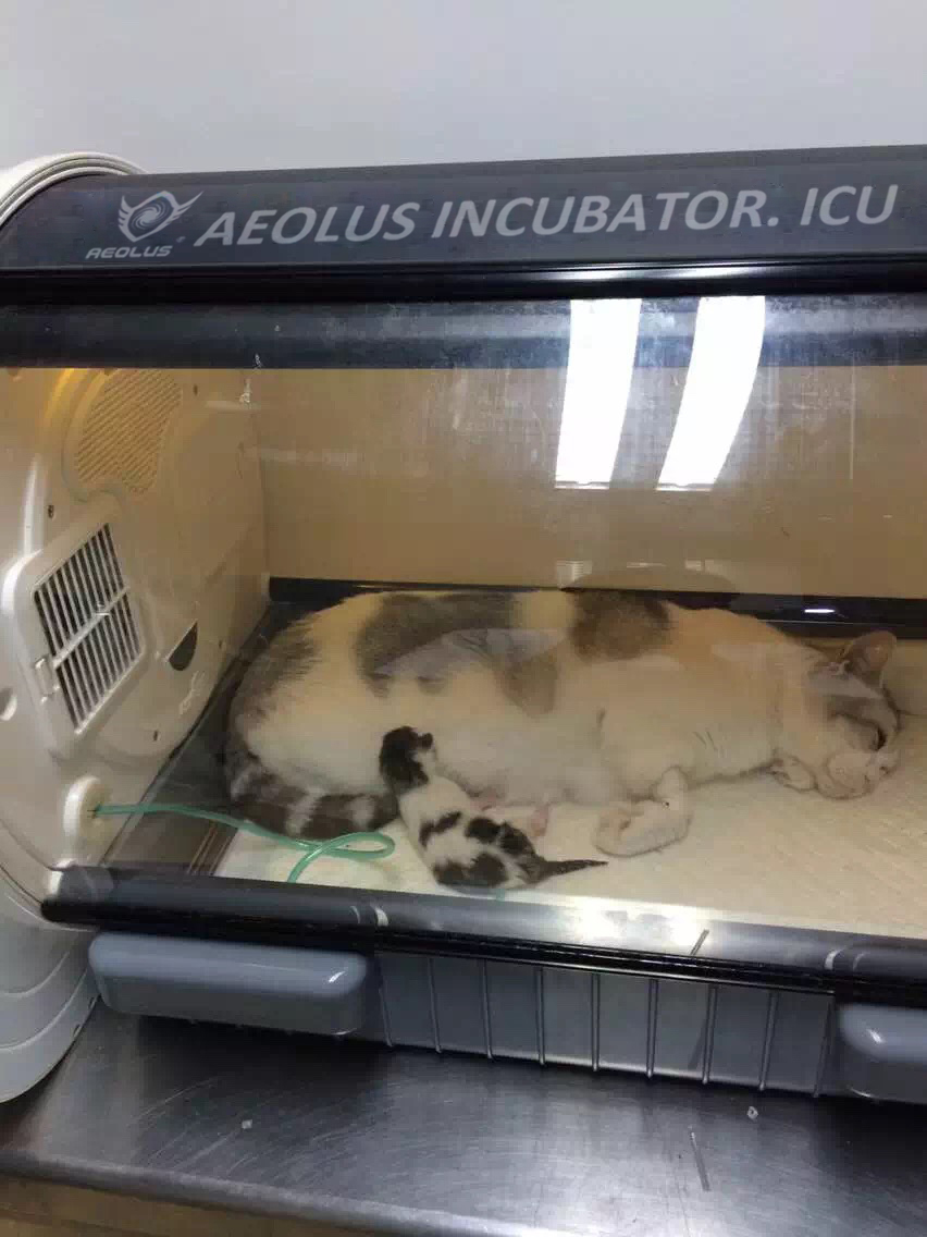 AEOLUS Pet Incubator ICU Intensive Care for Animals