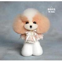 Mr. Jiang Teddy Bear Head Hair / Model Dog [Champagne and White Mix]