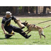 Schutzhund Training